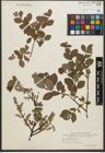Foto von Salix starkeana Willd.